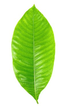 Beyaz arkaplanda yeşil yaprak