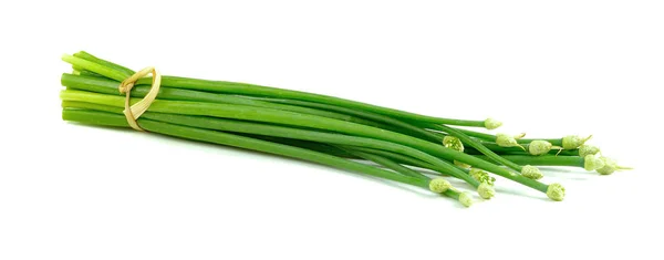 Flor Chives Chive Chino Aislado Sobre Fondo Blanco —  Fotos de Stock