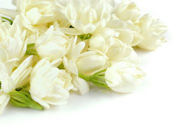 Güzel beyaz Yasemin çiçekleri çiçek 