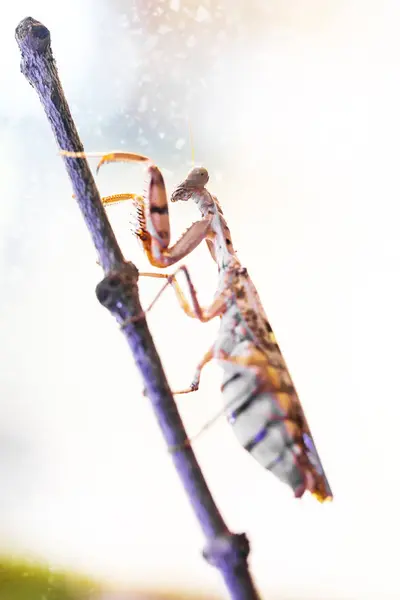 Locust Boksen Een Witte Achtergrond — Stockfoto