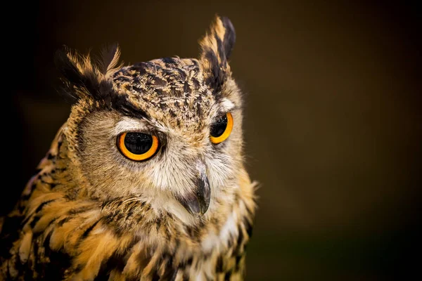 Búho Hermoso — Foto de Stock