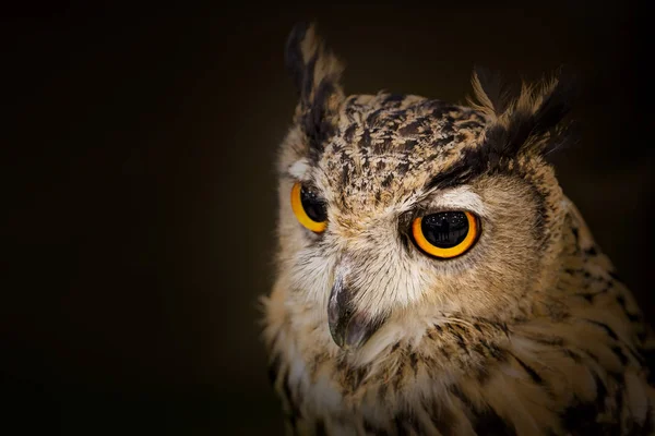 Owl Looks Beautiful — Stock Photo, Image