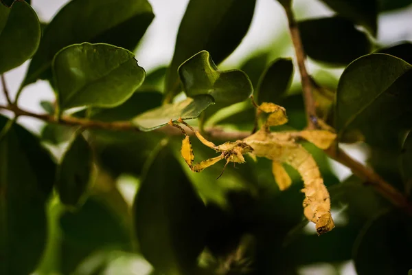 Hojas Saltamontes Sobre Fondo Frondoso — Foto de Stock