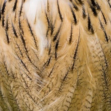 Güzel desenli arka plan tüylü baykuş.