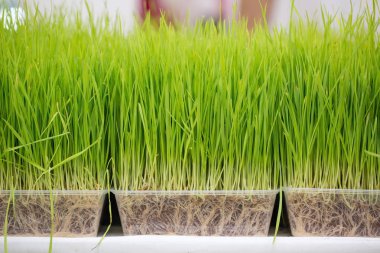 Bir kamyonet içinde büyüyen küçük çim.