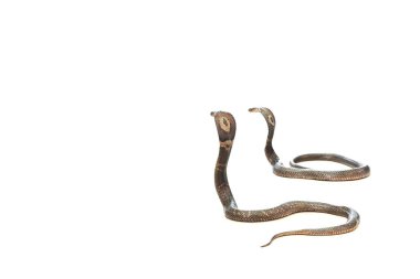 Kobra'nïn üstüne beyaz bir arka plan.