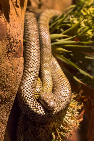 Snake head on leaf background.