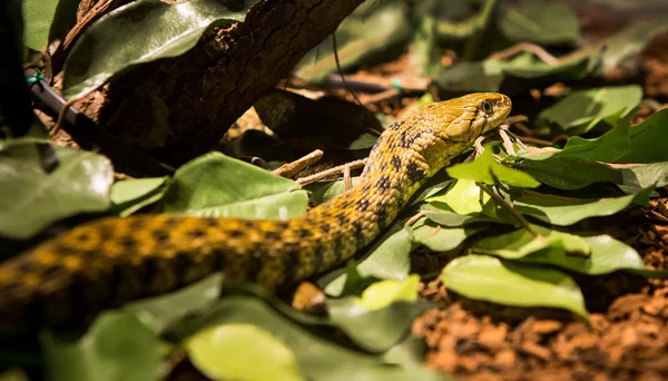 Snake Head Leaf Background — Stock Photo, Image