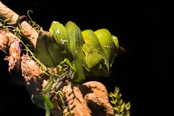 Cobra Verde Zoológico — Fotografia de Stock