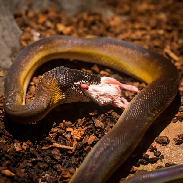 Belle Vitrine Serpent Dans Zoo — Photo