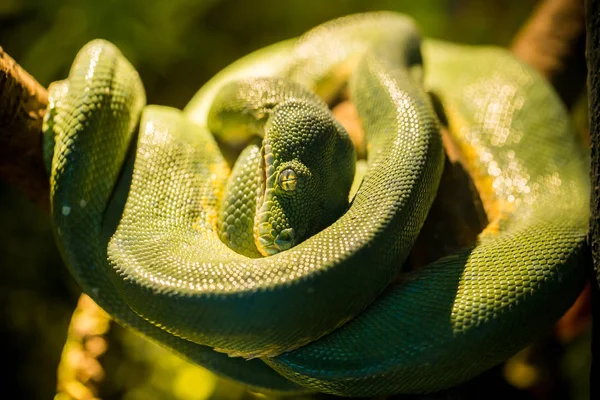 Serpent Vert Dans Zoo — Photo
