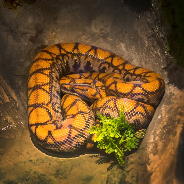 Belle Vitrine Serpent Dans Zoo — Photo