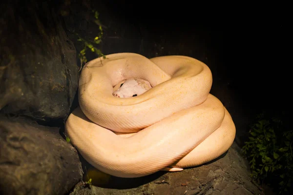 Belle Vitrine Serpent Dans Zoo — Photo