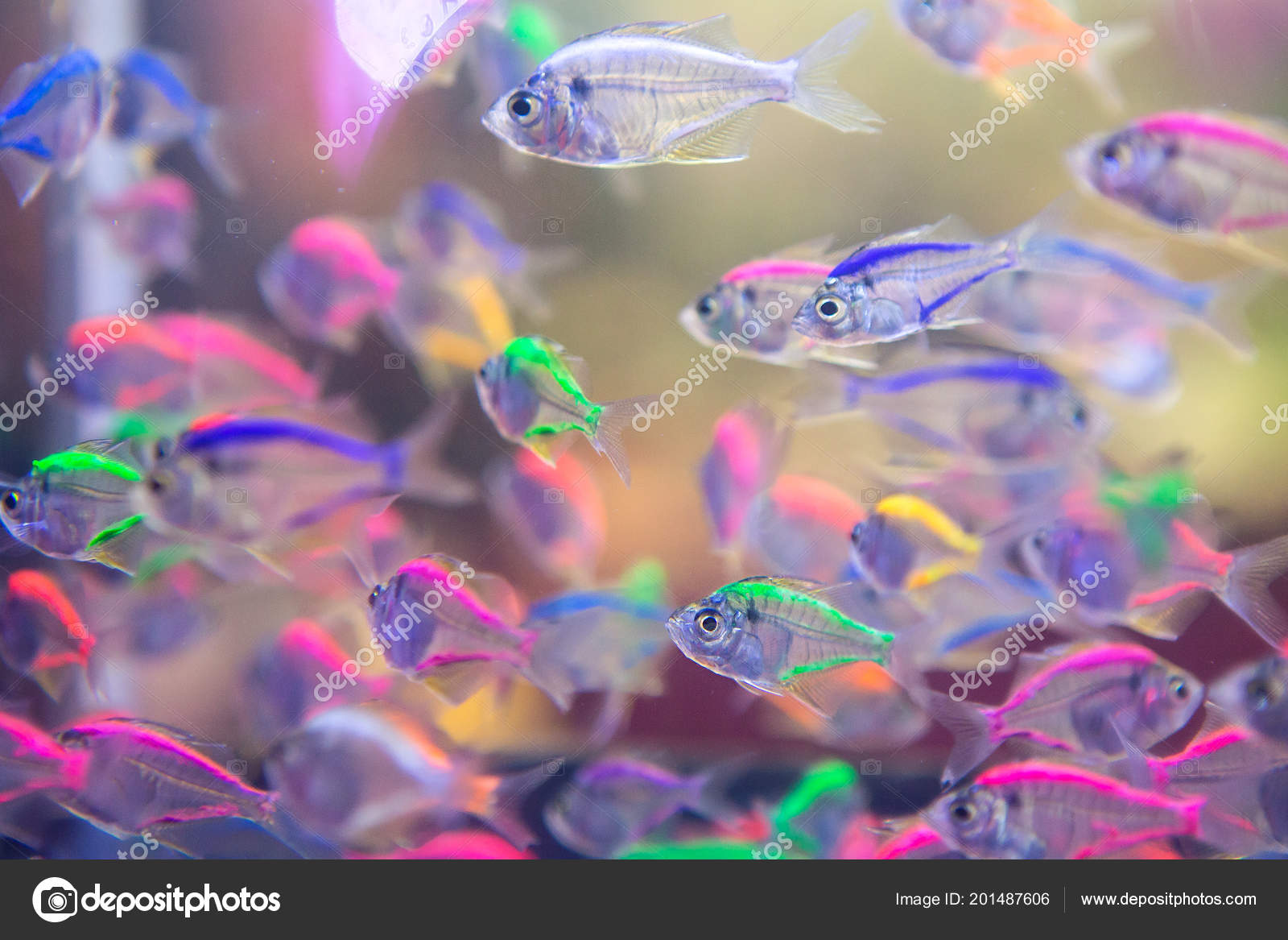 Peces Color Agua Dulce — Foto de stock #201487606 ©  themorningstudio@gmail.com, image size:1600x1167