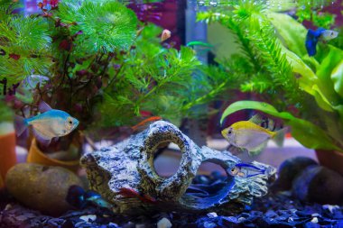 Balık ve bitki akvaryumları