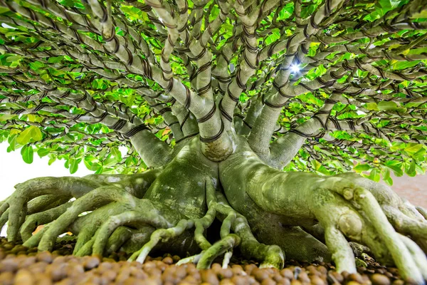 Raiz Árvore Bonsai Jardim — Fotografia de Stock