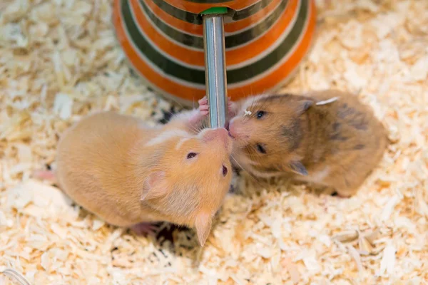 Hamster Comendo Água Uma Gaiola — Fotografia de Stock