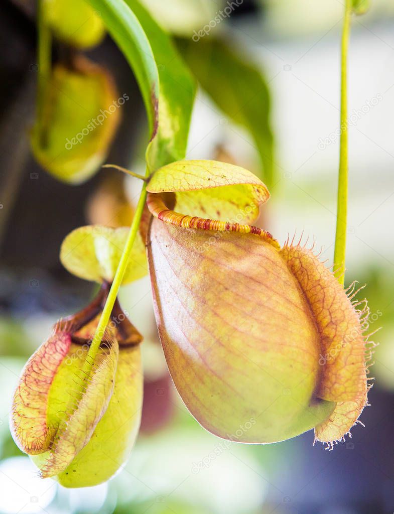 Nepenthe flower, pitcher plant in garden