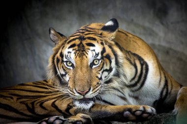 Bengal kaplanı kafa kameraya doğrudan arıyorsunuz