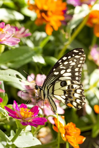Schmetterling Blumengarten — Stockfoto