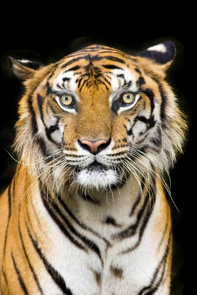 Bengalisk Tiger Huvud Tittar Direkt Till Kameran — Stockfoto