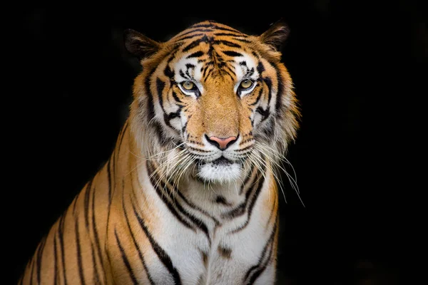 Tête Tigre Bengale Regardant Directement Vers Caméra — Photo