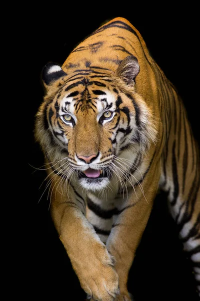 Τίγρη Της Βεγγάλης Κεφάλι Κοιτάζει Απευθείας Στην Κάμερα — Φωτογραφία Αρχείου