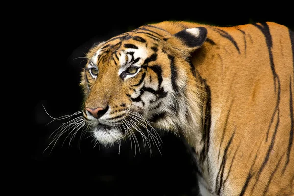Cabeza Tigre Bengala Mirando Directamente Cámara —  Fotos de Stock
