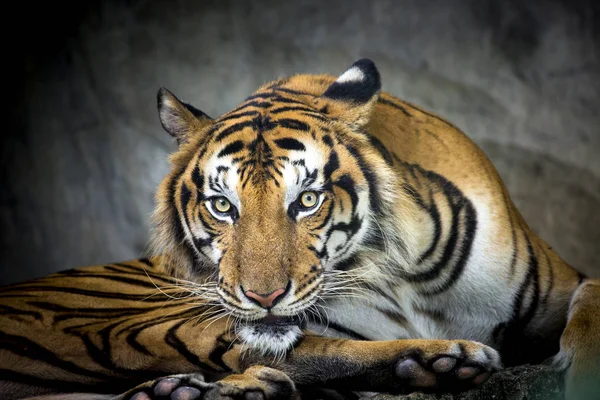 Bengal Kaplanı Kafa Kameraya Doğrudan Arıyorsunuz — Stok fotoğraf