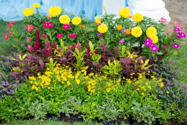 Güzel düzenlenmiş çiçek, renkli arka plan