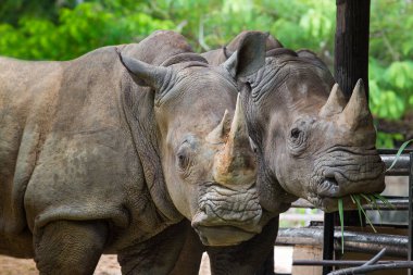Birlikte hayvanat bahçesinde duran iki gergedan.