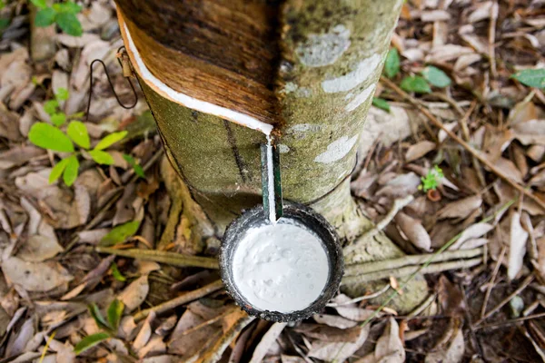 Latex Extrait Arbre Caoutchouc Source Caoutchouc Naturel — Photo