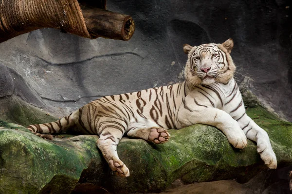 Big white tiger sleeps in the zoo.