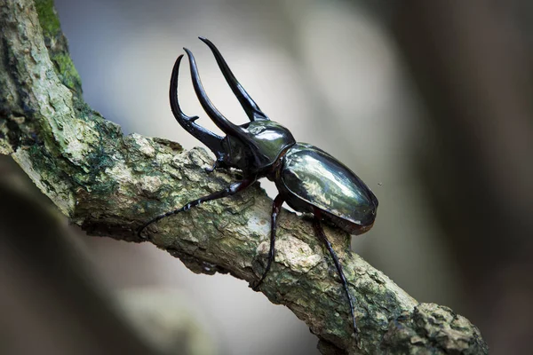 Dynastes Hercules Dynastinae Droge Logs Met Zwarte Achtergrond — Stockfoto