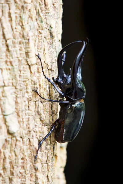 Dynastes Hercules Dynastinae Droge Logs Met Zwarte Achtergrond — Stockfoto