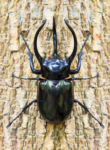 Dynastes Hercules Dynastinae Droge Logs Met Zwarte Achtergrond — Stockfoto