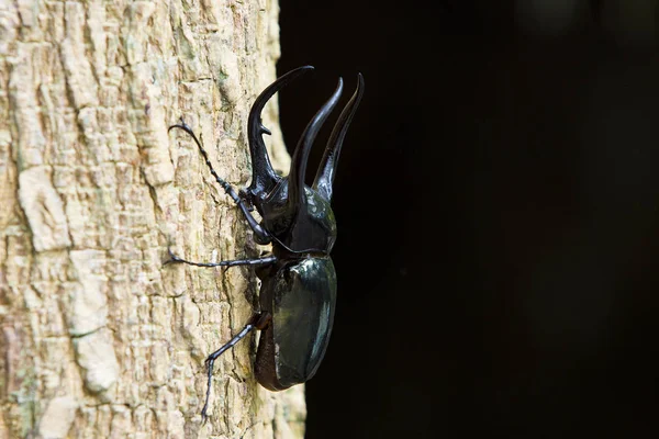 Dynastes Hercules Dynastinae Droge Logs Met Zwarte Achtergrond — Stockfoto