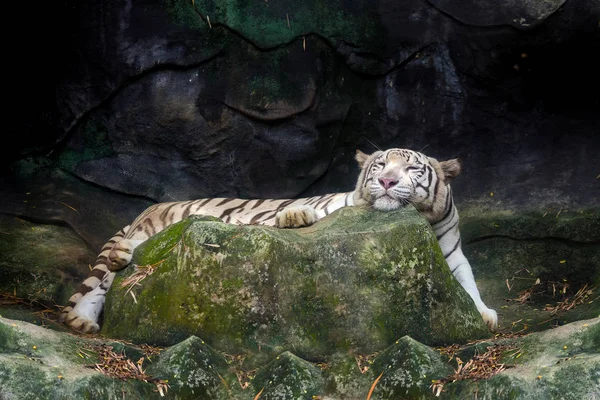 Big white tiger sleeps in the zoo.