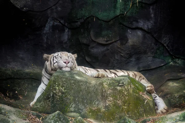 Big white tiger sleeps in the zoo.