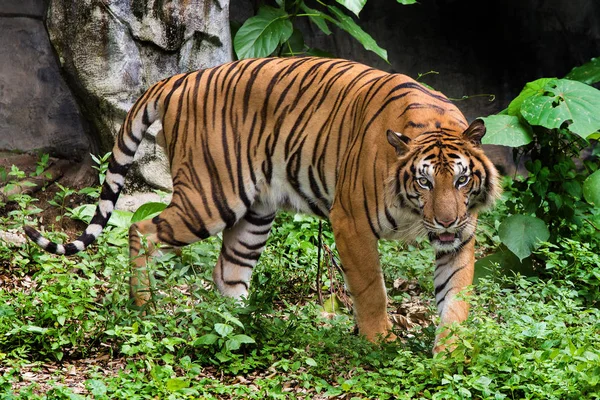 Bengalisk Tiger Huvud Tittar Direkt Till Kameran — Stockfoto