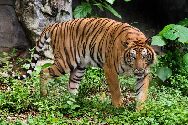 Cabeza Tigre Bengala Mirando Directamente Cámara —  Fotos de Stock