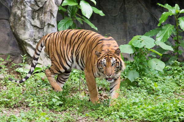Bengáli Tigris Fej Látszó Közvetlenül Kamera — Stock Fotó