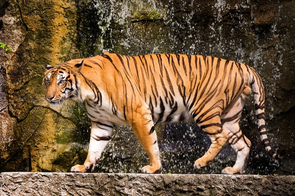 Tigre Bengala Piedi Con Cespugli Bambù Sullo Sfondo — Foto Stock