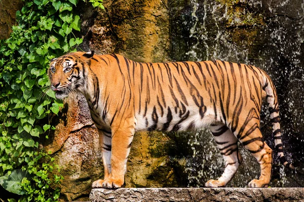 Tigre Bengala Piedi Con Cespugli Bambù Sullo Sfondo — Foto Stock