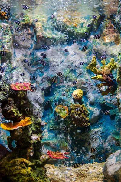 Acquario Marino Con Pesci Coralli — Foto Stock