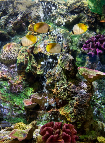 Acuario Marino Con Peces Corales — Foto de Stock
