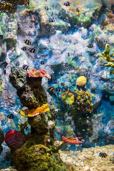 一个有鱼和珊瑚的海洋水族馆 — 图库照片