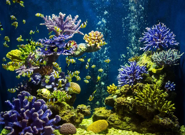 Ein Meerwasseraquarium Mit Fischen Und Korallen — Stockfoto