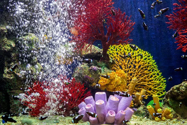 Ein Meerwasseraquarium Mit Fischen Und Korallen — Stockfoto