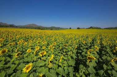 Tayland güzel ayçiçeği.